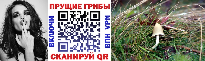 Псилоцибиновые грибы мицелий  Верхотурье 